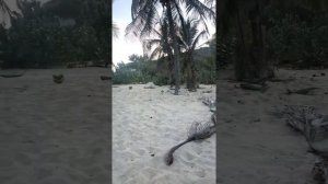 Венесуэла обзор отеля Sunsol Ecoland 4* на острове Маргарита