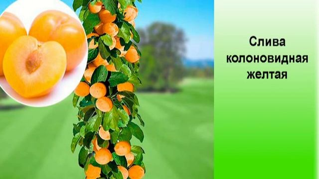 Слива колоновидная желтая смотреть онлайн