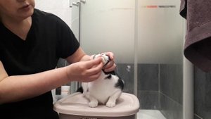Лечим кошачье акне у кошки