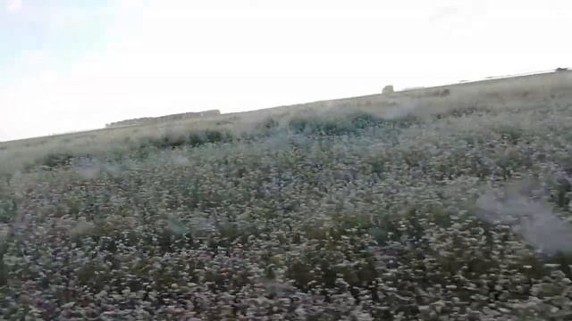 ОДИНОКИЙ ДУБ ВСТРЕТИЛСЯ НА ПУТИ. смотреть онлайн