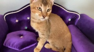 Чаузи кошечка дикого окраса