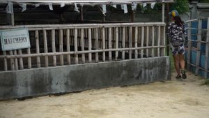 Морские черепахи: в детский сад или сдохнешь! // Всё как у зверей #75