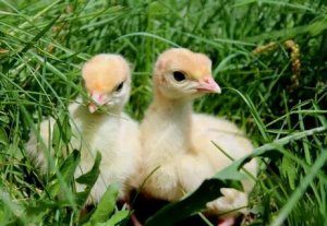 рождение хайбрид конвертер.mp4