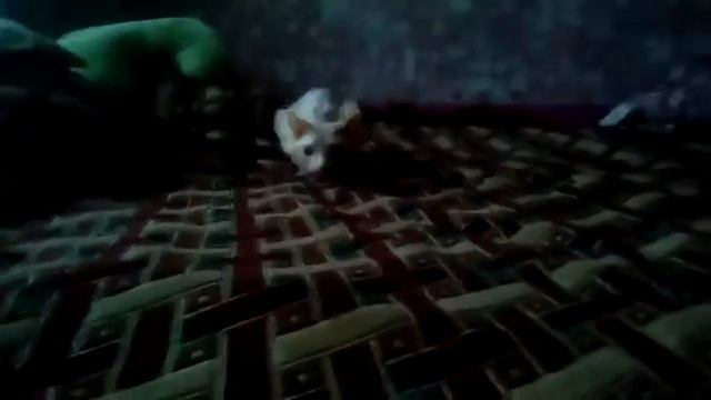 Хищник 😤😤😄😄 смотреть онлайн