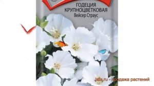 Годеция крупноцветковая Вейсер Страус ? обзор: как сажать, семена годеции Вейсер Страус