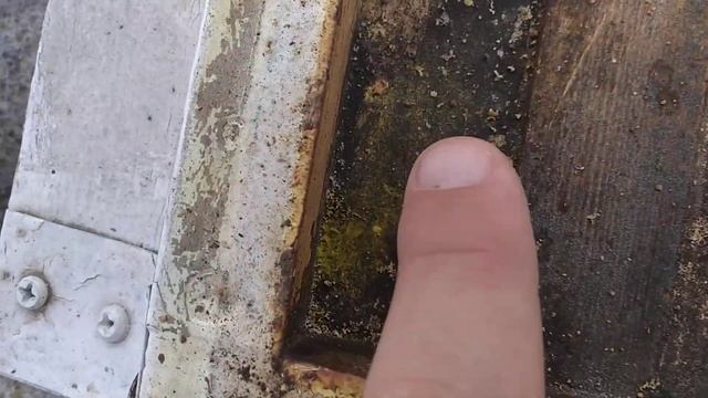 Результат повторной обработки маслом полыни.Офигел от осыпи клеща. смотреть онлайн