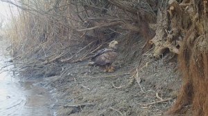 Орланы и волки Астраханского заповедника