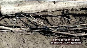 ? Когда открывать виноград весной! Проверяем лозу и почки. 24 апреля.