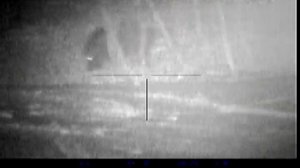 Наблюдение, гон у кабанов.