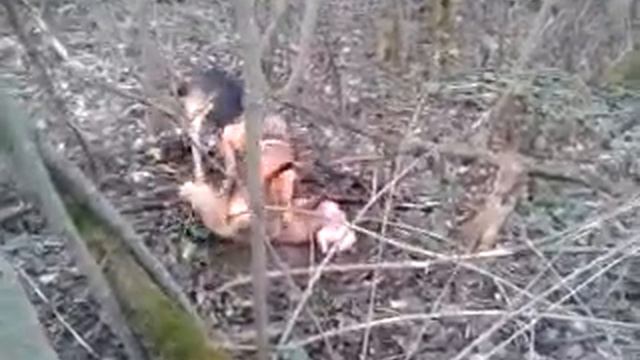 Охота на лису с русской гончей 2017 смотреть онлайн