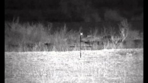 Охота на шакала с электронным манком.