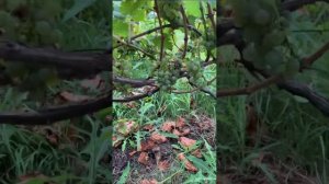 #ВиноградникЕлисеевых Ритон