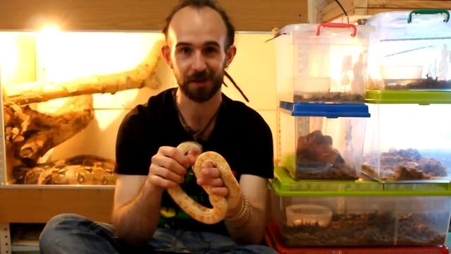 КАК УГОВОРИТЬ РОДИТЕЛЕЙ КУПИТЬ ЗМЕЮ?!?