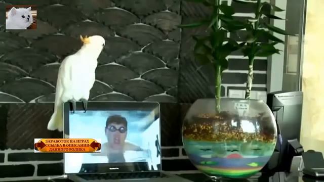 Приколы над животными смотреть онлайн