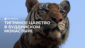 Тигриное царство в буддийском монастыре