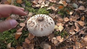 БЕЛАРУСЬ - ГРИБЫ МИНСКОЙ ОБЛАСТИ