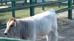 Askania-Nova Zoo. Ukrainian Grey Cattle. Зоопарк Аскания-Нова. Серая украинская порода скота.
