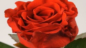 Роза Эль Торо