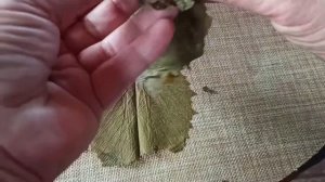 Виноградные листья в вакууме. Для Долма и сыра.