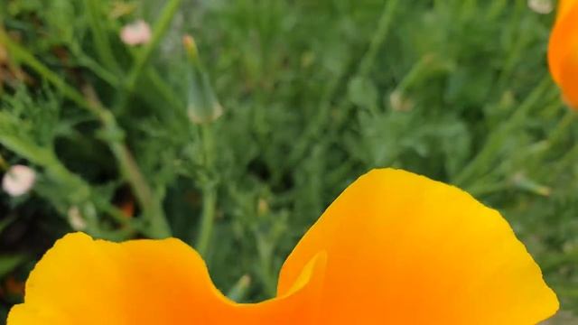 Дачный участок в Германии. English Country Garden - Aaron Kenny. 4K 3840x2160 видео с музыкой смотреть онлайн