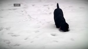 Найти и уничтожить. Как в Твери намерены бороться с догхантерами