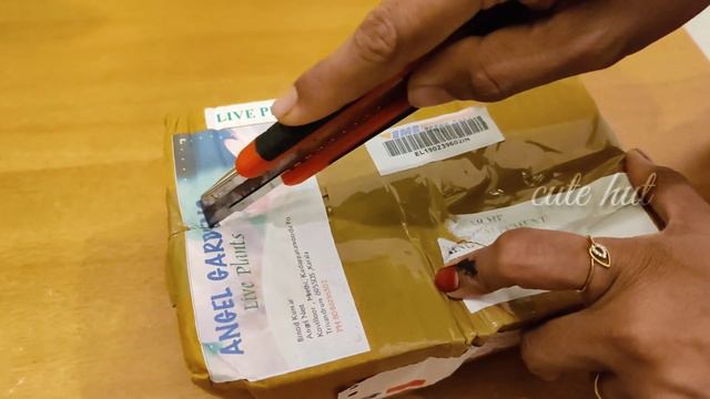 #onlineplants|പത്തുമണിച്ചെടി online ആയി വാങ്ങിക്കാം|portulaca/purslane  unboxing |