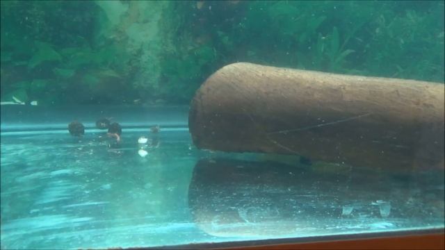 Популярные рыбки. Рыбки для начинающих. смотреть онлайн