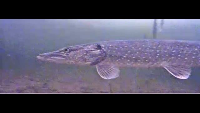 Щука в главной роли смотреть онлайн