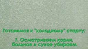 Ранняя покупка многолетников -  как сохранить саженцы до посадки. Флоксы - холодный старт