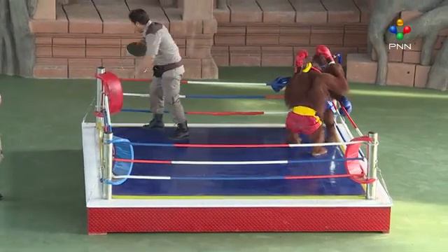 Шоу орангутан смотреть онлайн