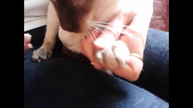 Стрижка когтей: кошки смотреть онлайн