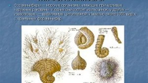 Многообразие простейших,их роль в природе и в жизни человека.AVI