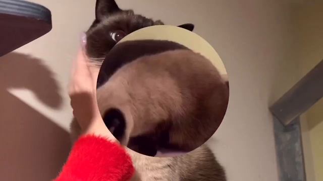 Один день из жизни постояльцев Cat Town
