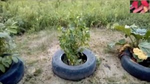 Груши и яблони в Сибири. Конец августа в саду.