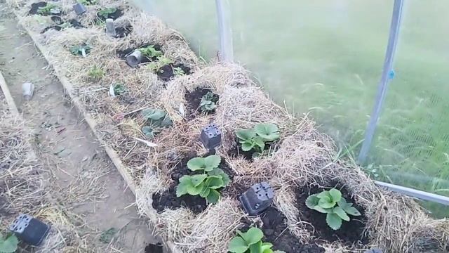 Много ягод в мае, это очень просто// Секреты Хороших Урожаев смотреть онлайн