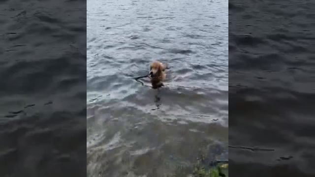 золотистый ретривер