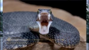 WILD PYTHON MANCERA