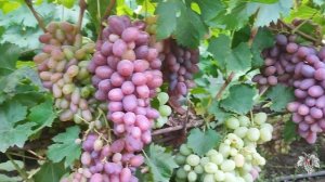 Успеет ли созреть Виноград Карнавал и Казанова?
