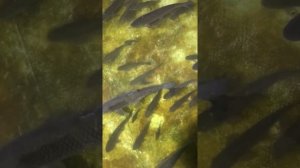 Зимовка белого амура в бассейне. Декабрь 2020.