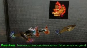 Московские гуппи. Гуппи Московская гвоздика. КРАСОТА НЕВОЗМОЖНО ОТВЕСТИ ГЛАЗ.