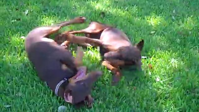 4 Month Old Dobermans for Sale смотреть онлайн