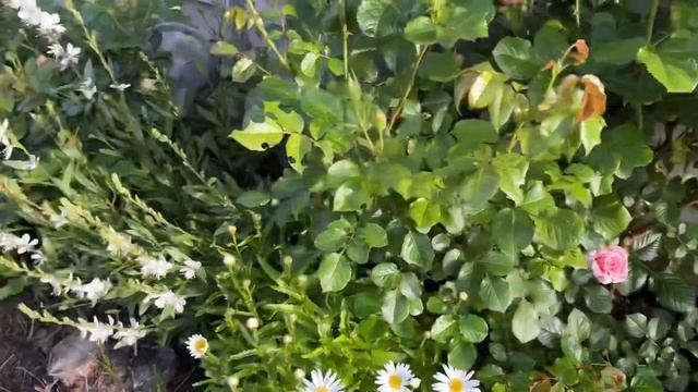 My David Austin Roses and Peonies garden! смотреть онлайн