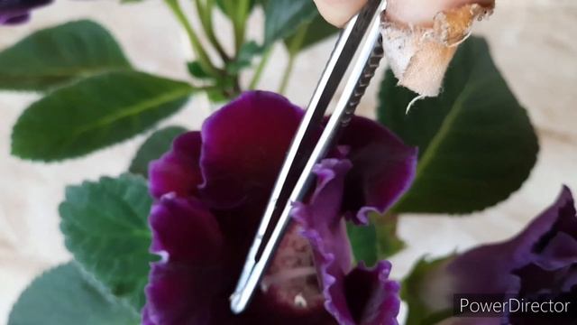 ГЛОКСИНИИ.От опыления до семян. смотреть онлайн