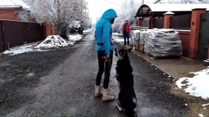 Восточно европейская овчарка команда рядом занятие по отработки команды собака справа от хозяина