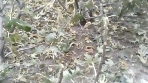 Как инжир переживает мороз небольшой