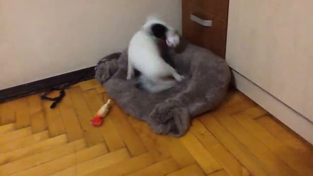 Бусик играет с новой игрушкой - мячиком. смотреть онлайн