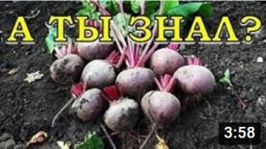 Выкапываем СВЕКЛУ на хранение???
