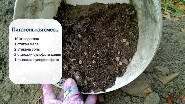 ОЗИМЫЙ ЧЕСНОК. Все тонкости правильной посадки озимого чеснока.
