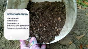 ОЗИМЫЙ ЧЕСНОК. Все тонкости правильной посадки озимого чеснока.