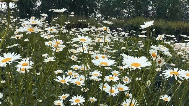 База отдыха Жемчужина Омск смотреть онлайн